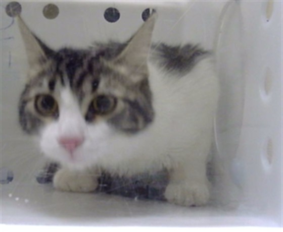 Shelter Stray Male Cat last seen Near BLOCK N DECATUR ST, DENVER CO 80204, 1241 W Bayaud Ave, Denver, CO 80223, USA
