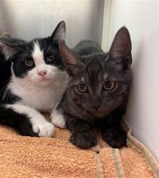 Shelter Stray Unknown Cat last seen BRIGHTON RD, 12155 Park Blvd, Brighton, CO 80601, USA