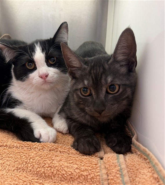 Shelter Stray Unknown Cat last seen BRIGHTON RD, 12155 Park Blvd, Brighton, CO 80601, USA