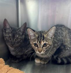 Shelter Stray Female Cat last seen BRIGHTON RD, 12155 Park Blvd, Brighton, CO 80601, USA
