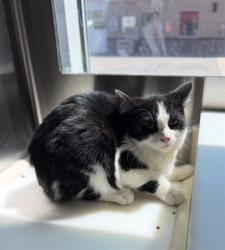 Shelter Stray Female Cat last seen BRIGHTON RD, 12155 Park Blvd, Brighton, CO 80601, USA
