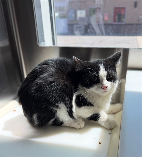 Shelter Stray Female Cat last seen BRIGHTON RD, 12155 Park Blvd, Brighton, CO 80601, USA