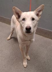 Shelter Stray Male Dog last seen Near BLOCK N TONOPAH DR, LAS VEGAS NV 89106, 655 N Mojave Rd, Las Vegas, NV 89101, USA
