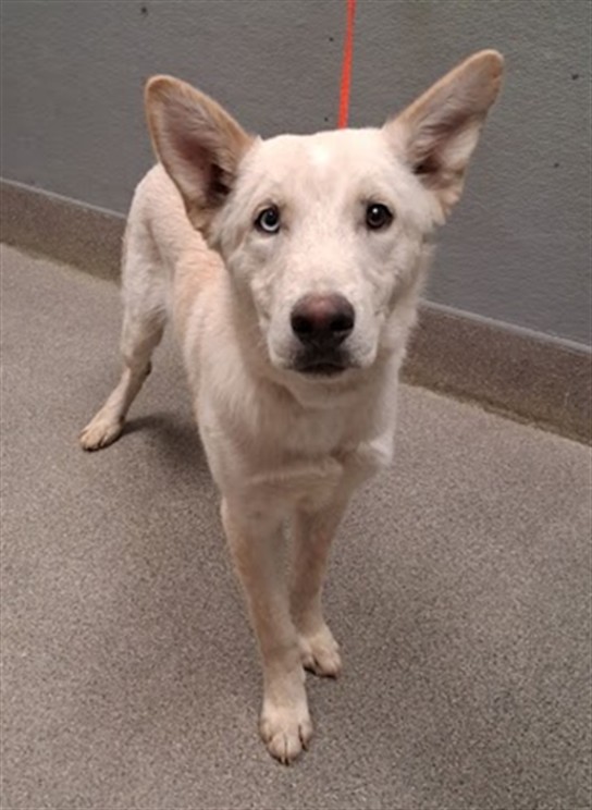 Shelter Stray Male Dog last seen Near BLOCK N TONOPAH DR, LAS VEGAS NV 89106, 655 N Mojave Rd, Las Vegas, NV 89101, USA