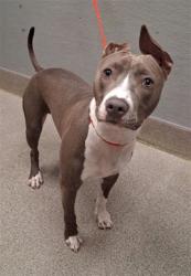Shelter Stray Female Dog last seen Near BLOCK WEBSTER ST, NORTH LAS VEGAS NV 89030, 655 N Mojave Rd, Las Vegas, NV 89101, USA