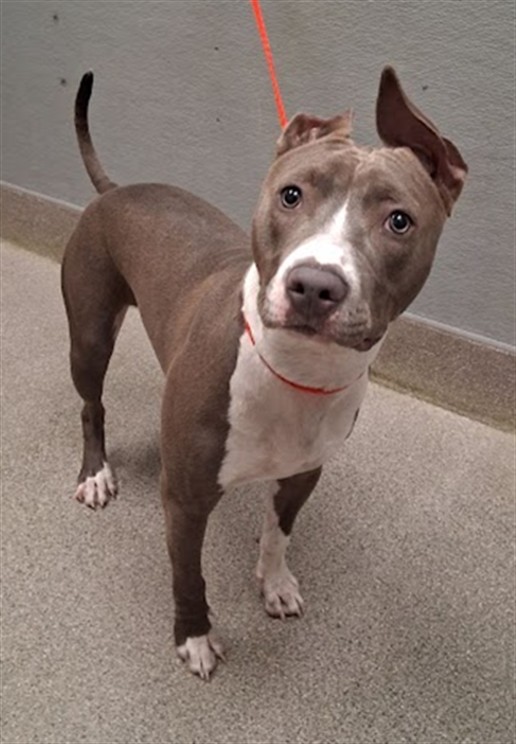 Shelter Stray Female Dog last seen Near BLOCK WEBSTER ST, NORTH LAS VEGAS NV 89030, 655 N Mojave Rd, Las Vegas, NV 89101, USA