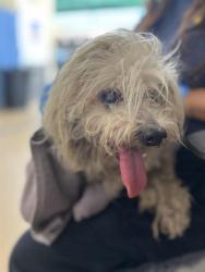 Shelter Stray Unknown Dog last seen PETERLYNN DR AND KIMSUE WAY 92154, 130 Beyer Way, Chula Vista, CA 91911, USA