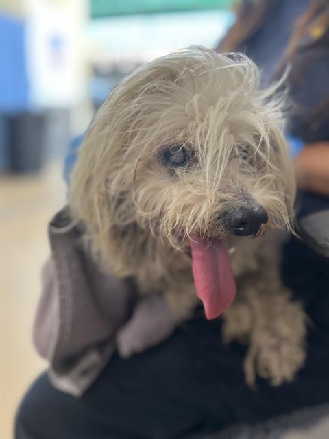 Shelter Stray Unknown Dog last seen PETERLYNN DR AND KIMSUE WAY 92154, 130 Beyer Way, Chula Vista, CA 91911, USA
