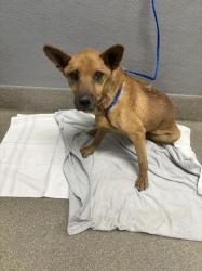 Shelter Stray Male Dog last seen Near BLOCK KING PALM AVE, LAS VEGAS NV 89115, 655 N Mojave Rd, Las Vegas, NV 89101, USA