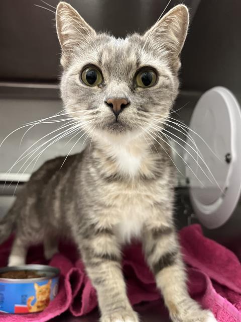 Shelter Stray Female Cat last seen D AVE AND KIMBALL WAY, 130 Beyer Way, Chula Vista, CA 91911, USA