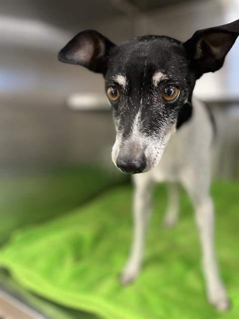 Shelter Stray Male Dog last seen DEL COL LN AND ARRUZA ST, 92154, 130 Beyer Way, Chula Vista, CA 91911, USA