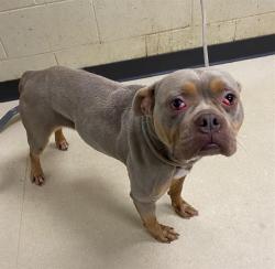 Shelter Stray Female Dog last seen Near BLOCK N 38TH ST, 3839 W Burnham St, West Milwaukee, WI 53215, USA