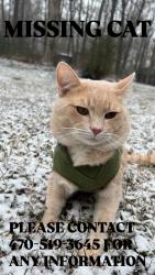 Lost Male Cat last seen Kensington Street lilburn ga, Lilburn, GA 30047