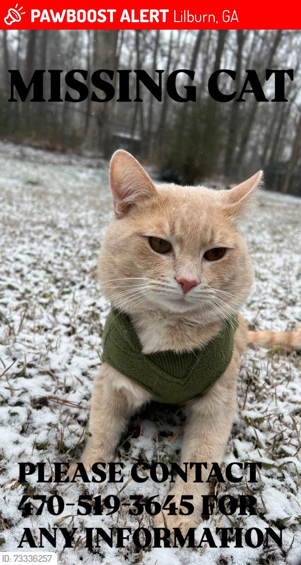 Lost Male Cat last seen Kensington Street lilburn ga, Lilburn, GA 30047