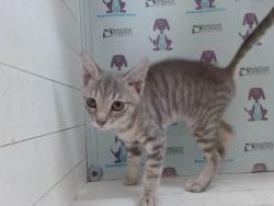 Shelter Stray Male Cat last seen , 2769 Conroy Rd, Orlando, FL 32839, USA