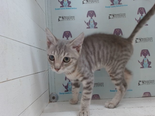 Shelter Stray Male Cat last seen , 2769 Conroy Rd, Orlando, FL 32839, USA