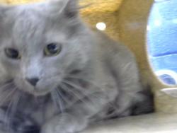 Shelter Stray Unknown Cat last seen Near BLOCK MACALLAN RD NE, 8920 Lomas Blvd NE, Albuquerque, NM 87112, USA