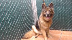 Shelter Stray Female Dog last seen , 11258 Garfield Ave, Downey, CA 90242, USA