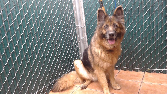 Shelter Stray Female Dog last seen , 11258 Garfield Ave, Downey, CA 90242, USA