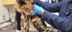 Shelter Stray Female Cat last seen , 1850 W 60th St, Los Angeles, CA 90047, USA