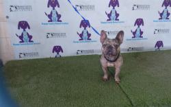 Shelter Stray Male Dog last seen , 2769 Conroy Rd, Orlando, FL 32839, USA