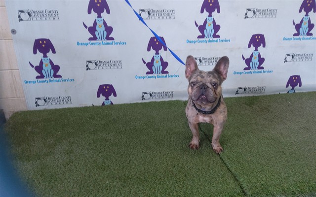 Shelter Stray Male Dog last seen , 2769 Conroy Rd, Orlando, FL 32839, USA