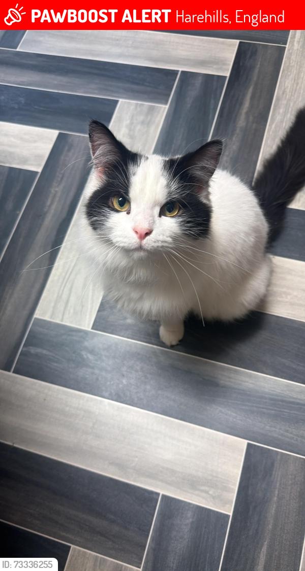 Lost Male Cat last seen ls8 3QW 46, Harehills, England 