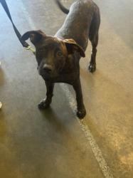 Shelter Stray Female Dog last seen , 1850 W 60th St, Los Angeles, CA 90047, USA