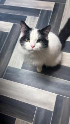 Lost Male Cat last seen ls8 3QW 46, Harehills, England 
