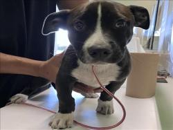 Shelter Stray Male Dog last seen , 1850 W 60th St, Los Angeles, CA 90047, USA