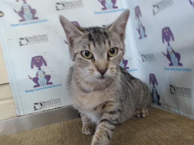 Shelter Stray Female Cat last seen , 2769 Conroy Rd, Orlando, FL 32839, USA