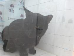 Shelter Stray Male Cat last seen , 2769 Conroy Rd, Orlando, FL 32839, USA