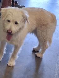 Shelter Stray Male Dog last seen , 1850 W 60th St, Los Angeles, CA 90047, USA