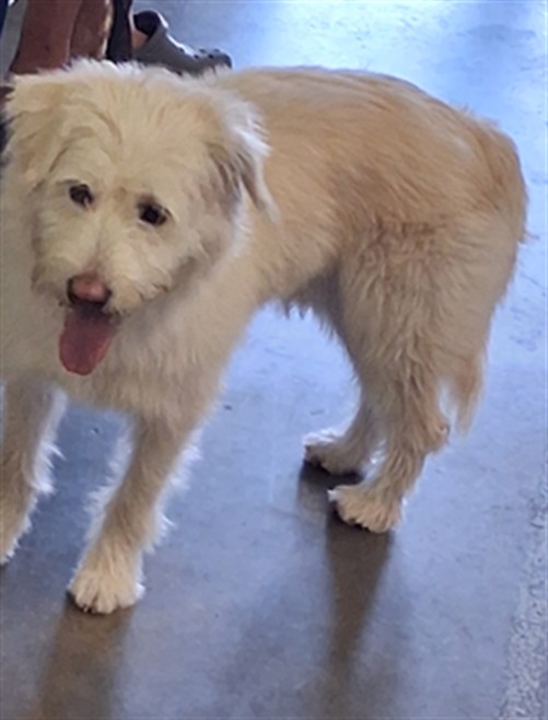 Shelter Stray Male Dog last seen , 1850 W 60th St, Los Angeles, CA 90047, USA