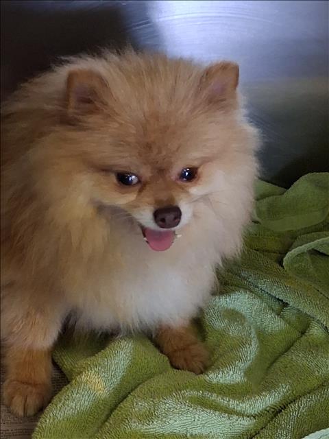 Shelter Stray Female Dog last seen , 1850 W 60th St, Los Angeles, CA 90047, USA