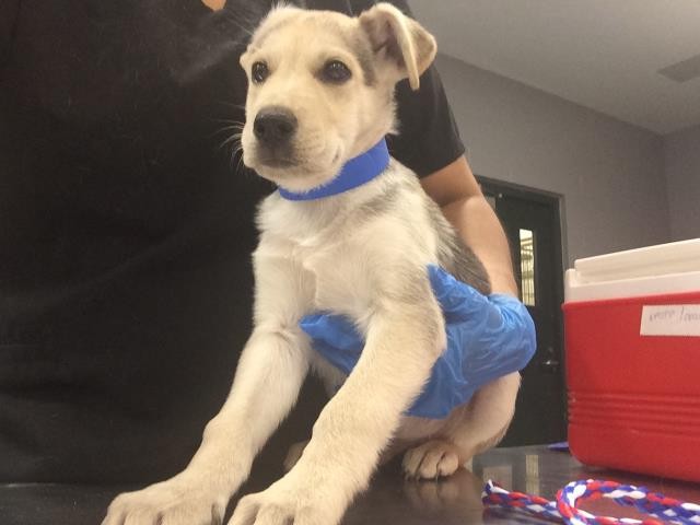 Shelter Stray Male Dog last seen COVE TO LAKE TRAILHEAD LA QUINTA, 72050 Pet Land Pl, Thousand Palms, CA 92276, USA