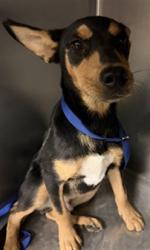 Shelter Stray Male Dog last seen Near BLOCK E COMMONWEALTH AVE SAN JACINTO CA, 581 S Grand Ave, San Jacinto, CA 92582, USA