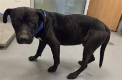 Shelter Stray Male Dog last seen Near BLOCK E COMMONWEALTH AVE SAN JACINTO CA, 581 S Grand Ave, San Jacinto, CA 92582, USA