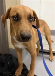 Shelter Stray Male Dog last seen Near BLOCK E COMMONWEALTH AVE SAN JACINTO CA, 581 S Grand Ave, San Jacinto, CA 92582, USA