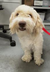 Shelter Stray Male Dog last seen Near BLOCK E FLORIDA AVE, HEMET, CA 92543, 581 S Grand Ave, San Jacinto, CA 92582, USA
