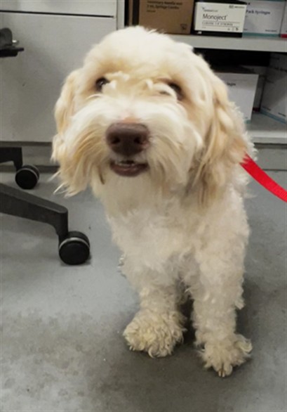 Shelter Stray Male Dog last seen Near BLOCK E FLORIDA AVE, HEMET, CA 92543, 581 S Grand Ave, San Jacinto, CA 92582, USA