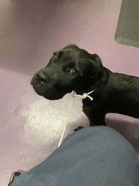 Shelter Stray Male Dog last seen Near BLOCK E JACKSON ST, LONG BEACH CA, 7700 E Spring St, Long Beach, CA 90815, USA