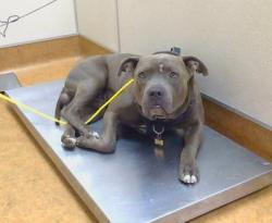 Shelter Stray Male Dog last seen AUBURN BLVD/MORSE AVE,95821, 3839 Bradshaw Rd, Sacramento, CA 95827, USA