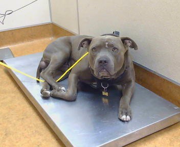 Shelter Stray Male Dog last seen AUBURN BLVD/MORSE AVE,95821, 3839 Bradshaw Rd, Sacramento, CA 95827, USA