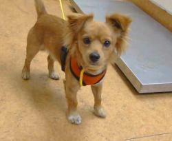 Shelter Stray Male Dog last seen WATT AVE/EL CAMINO AVE,95821, 3839 Bradshaw Rd, Sacramento, CA 95827, USA
