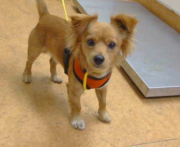 Shelter Stray Male Dog last seen WATT AVE/EL CAMINO AVE,95821, 3839 Bradshaw Rd, Sacramento, CA 95827, USA