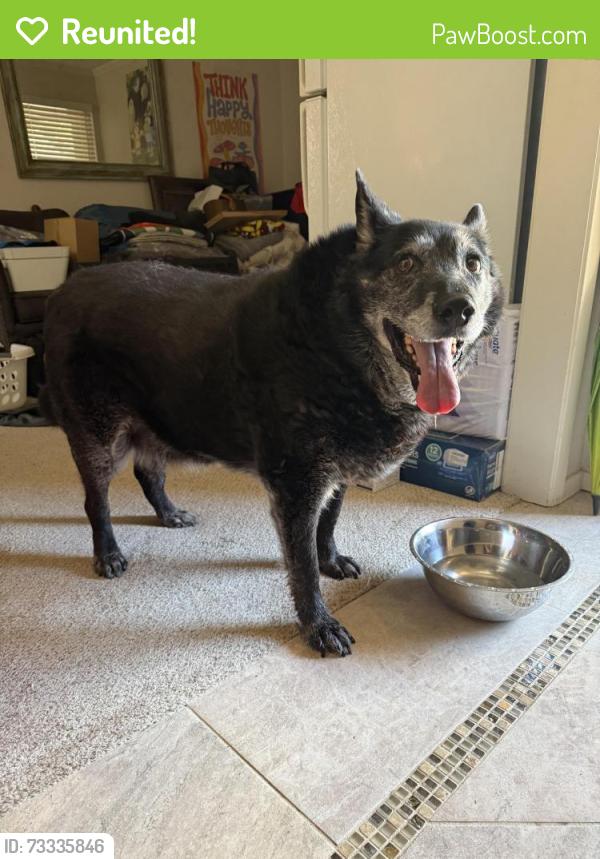 Reunited Male Dog last seen Tucson and Juniper Ln, Lewisville, TX 75077