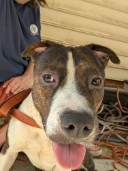Found/Stray Male Dog last seen Red Bank Southwood Farms Subdivision, Red Bank, SC 29073