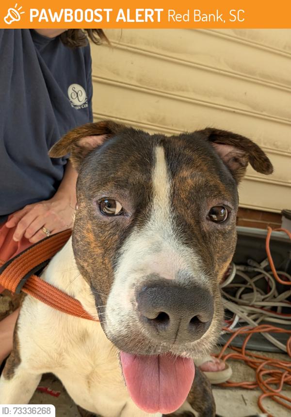 Found/Stray Male Dog last seen Red Bank Southwood Farms Subdivision, Red Bank, SC 29073