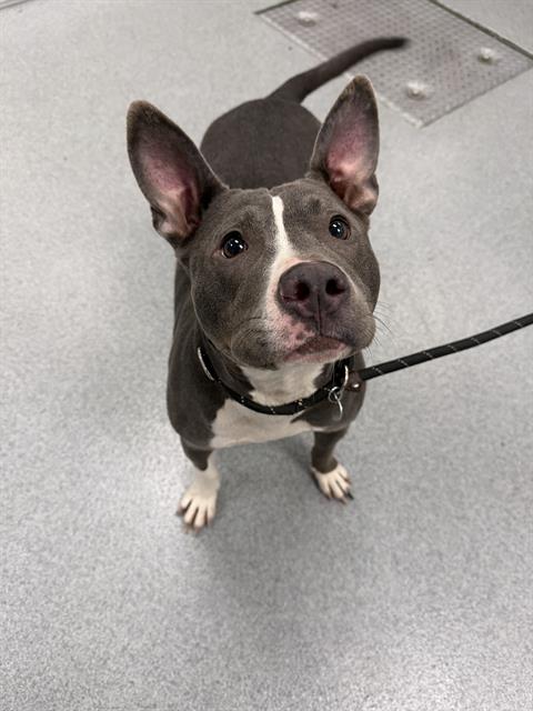 Shelter Stray Male Dog last seen Near, 2600 S Harding St, Indianapolis, IN 46221, USA